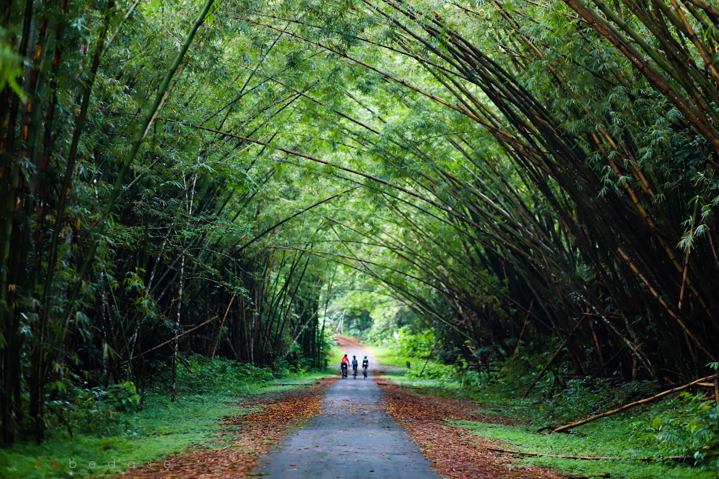 Bamboo Cathedral, Chaguaramas, Trinidad